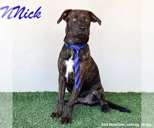 Dutch Shepherd -Labrador Retriever Mix Dogs for adoption in San Diego, CA, USA
