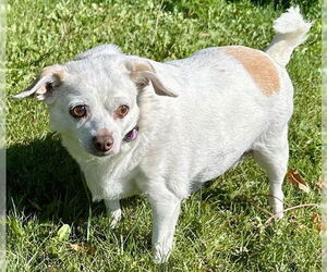 Chihuahua-Unknown Mix Dogs for adoption in Anchorage, AK, USA