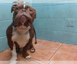 American Pit Bull Terrier Dogs for adoption in Downey, CA, USA