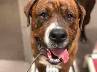 Boxweiler Dogs for adoption in Denver, CO, USA