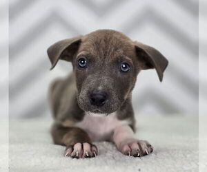 American Pit Bull Terrier-Labrador Retriever Mix Dogs for adoption in Lakewood, CO, USA