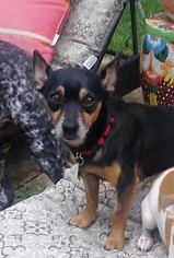 Medium Photo #1 Chihuahua Puppy For Sale in Dallas, TX, USA