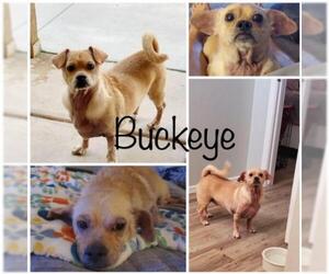 Bagle Hound Dogs for adoption in Gilbert, AZ, USA