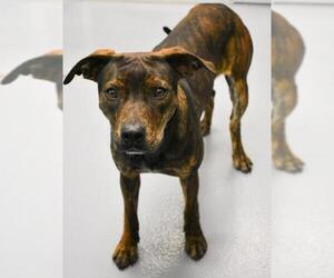Plott Hound Dogs for adoption in Hilton Head, SC, USA