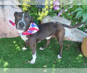 American Pit Bull Terrier-Unknown Mix Dogs for adoption in Oklahoma City, OK, USA