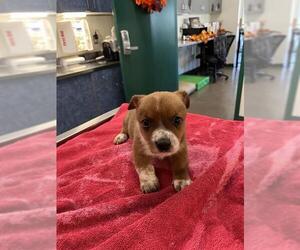 Cattle Chihuahua Dogs for adoption in Globe, AZ, USA