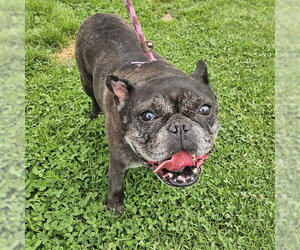 French Bulldog Dogs for adoption in Camarillo, CA, USA