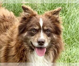 Australian Shepherd Dogs for adoption in Pueblo, CO, USA