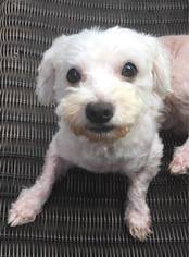 Maltese Dogs for adoption in springfield, VA, USA