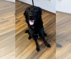 Mutt Dogs for adoption in Hilton Head, SC, USA