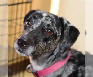 Catahoula Leopard Dog Dogs for adoption in Lucedale, MS, USA