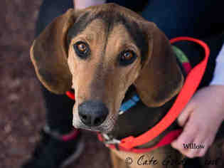 English Coonhound Dogs for adoption in Santa Fe, NM, USA