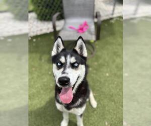 Siberian Husky Dogs for adoption in Newton, NC, USA