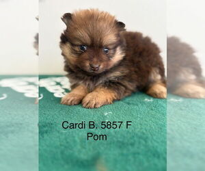 Pomeranian Dogs for adoption in Studio City, CA, USA