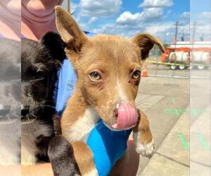 Border Collie-Unknown Mix Dogs for adoption in Stockton, CA, USA