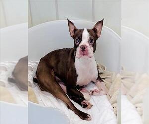 Boston Terrier Dogs for adoption in Derwood, MD, USA