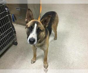 German Shepherd Dog-Unknown Mix Dogs for adoption in Riverside, CA, USA