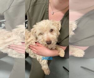 Maltese-Unknown Mix Dogs for adoption in Chico, CA, USA