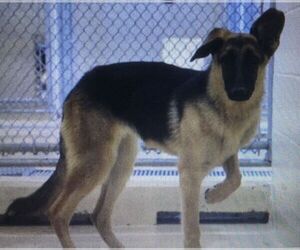German Shepherd Dog Dogs for adoption in Leesville, SC, USA