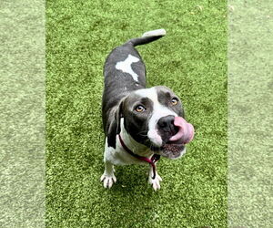 Mutt Dogs for adoption in Hilton Head, SC, USA