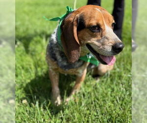 Beagle-Unknown Mix Dogs for adoption in Warrenton, VA, USA