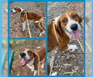 English Coonhound Dogs for adoption in Clyde, NC, USA