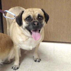 Pug Dogs for adoption in Marina del Rey, CA, USA