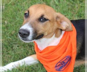 Beagle-Unknown Mix Dogs for adoption in Oxford, MS, USA