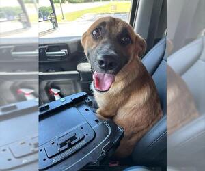 German Shepherd Dog-Unknown Mix Dogs for adoption in Grand Prairie, TX, USA
