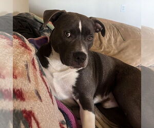 American Pit Bull Terrier-Unknown Mix Dogs for adoption in San Jose, CA, USA