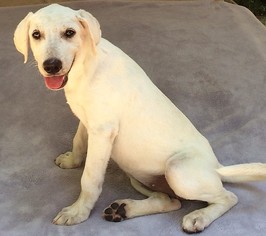 Labrador Retriever-Unknown Mix Dogs for adoption in Mukwonago, WI, USA
