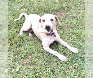 Mutt Dogs for adoption in Rutherfordton, NC, USA