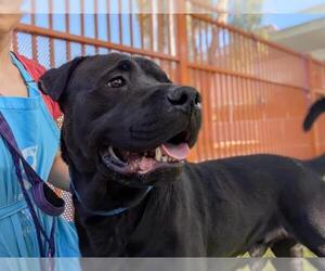 American Pit Bull Terrier-Labrador Retriever Mix Dogs for adoption in Las Vegas, NV, USA