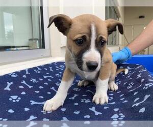 Labsky Dogs for adoption in Orange, CA, USA