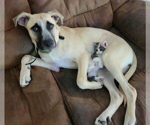 Anatolian Shepherd-Labrador Retriever Mix Dogs for adoption in McDonough, GA, USA