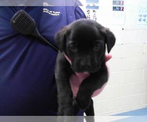 Redbone Coonhound-Unknown Mix Dogs for adoption in Tulsa, OK, USA