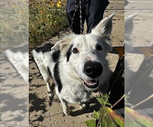 Border Collie Dogs for adoption in Fruit Heights, UT, USA