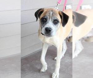 Boxer Dogs for adoption in Mankato, MN, USA