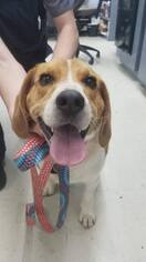 Beagle Dogs for adoption in Cincinnati, OH, USA