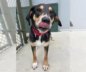 Mutt Dogs for adoption in Waterford, VA, USA
