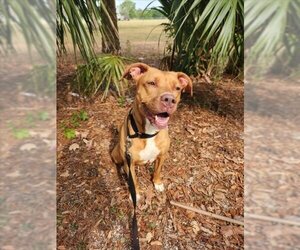 Labrador Retriever Dogs for adoption in Vero Beach, FL, USA