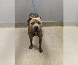 Mutt Dogs for adoption in Las Vegas, NV, USA