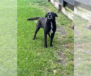 Labrador Retriever-Unknown Mix Dogs for adoption in Houston, TX, USA