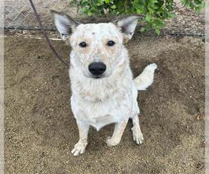 Mutt Dogs for adoption in Chula Vista, CA, USA