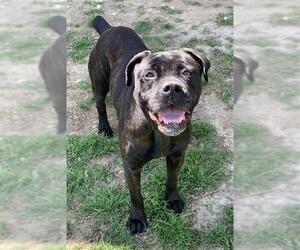 Mutt Dogs for adoption in Riverside, CA, USA