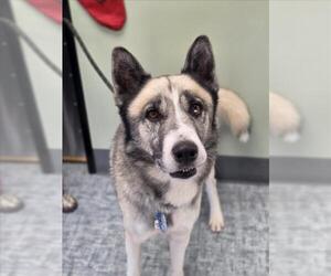 Gerberian Shepsky Dogs for adoption in Fort Collins, CO, USA