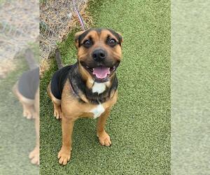 American Pit Bull Terrier-Unknown Mix Dogs for adoption in Fayetteville, NC, USA