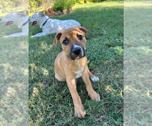 Black Mouth Cur-Unknown Mix Dogs for adoption in Claremore, OK, USA