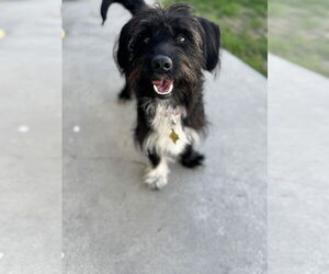 Mutt Dogs for adoption in Sandy, UT, USA