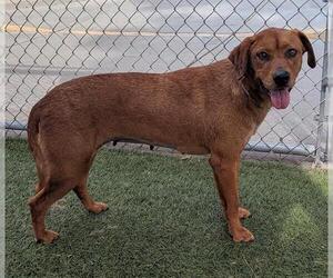 Mutt Dogs for adoption in Downey, CA, USA